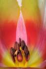 USA- Washington State- Seabeck. Stamen in red and yellow tulip blossom. Art Print